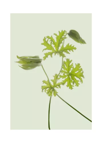 Artmuze Green flower scenery (300233)